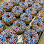 Boston Cream Donuts logo
